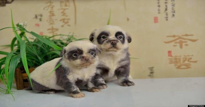  These cute panda dogs may have created a new fashion