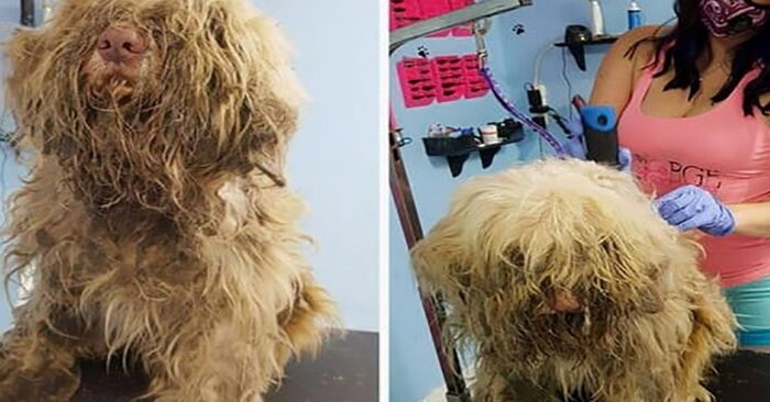  After being sheared, the dog’s thick and tangled fur became unrecognisable