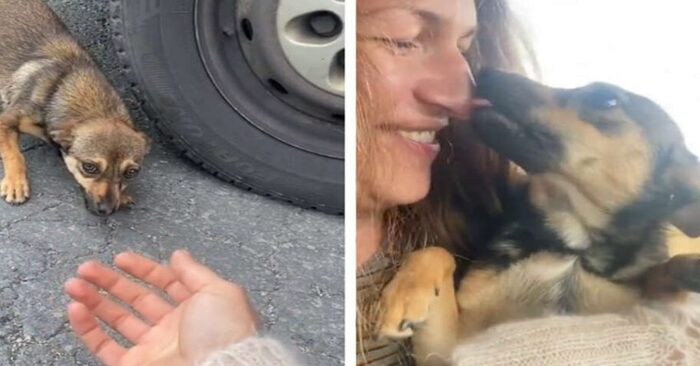  In the woman’s hands, the abandoned puppy felt cozy and safe