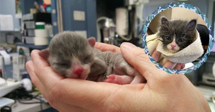  This kitten was not at all a typical birth. He has developed into that presently