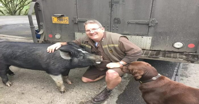  This pig eagerly anticipates seeing his preferred UPS driver every day