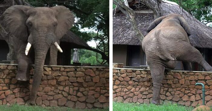  The amusing elephant deftly scales a five-foot wall to get a mango