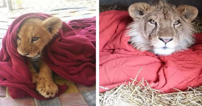  Even though he is an adult, the rescued lion cub can’t go asleep without his favorite blanket