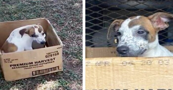  Dog left behind won’t leave cardboard box while awaiting owner’s return