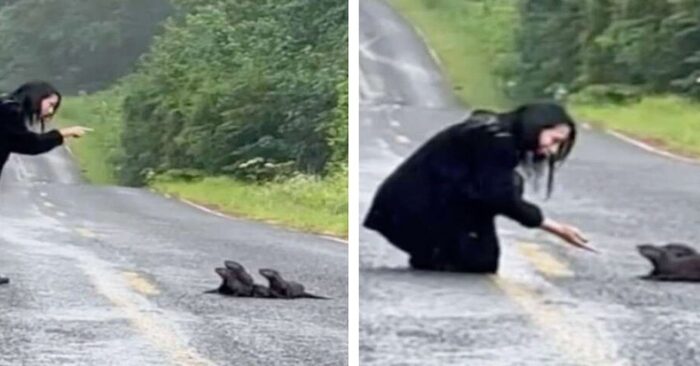  When a woman saw a lump of fur on the road, she knew what she had to do
