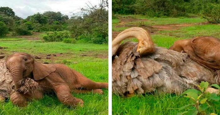  The tale of an ostrich and an orphan elephant who become friends. Every day they embrace!