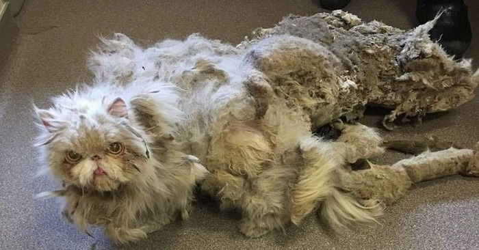  His fur was woven into a rug and weighed as much as the cat