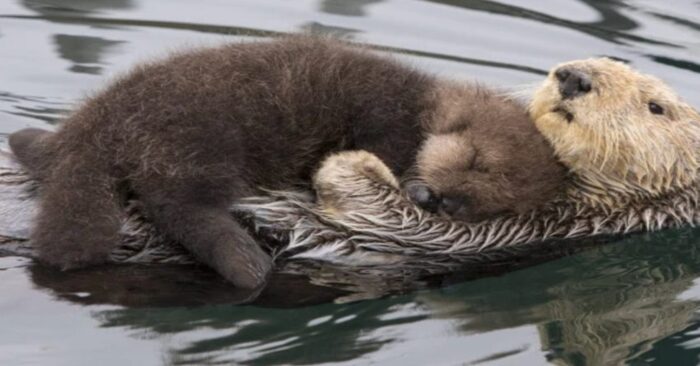 Mother otter keeps her youngster dry while they swim together ...