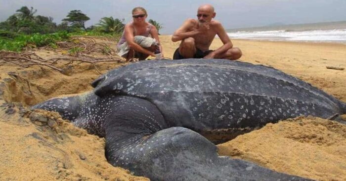 Unthinkable situation the world’s largest ocean turtle emerges from the water