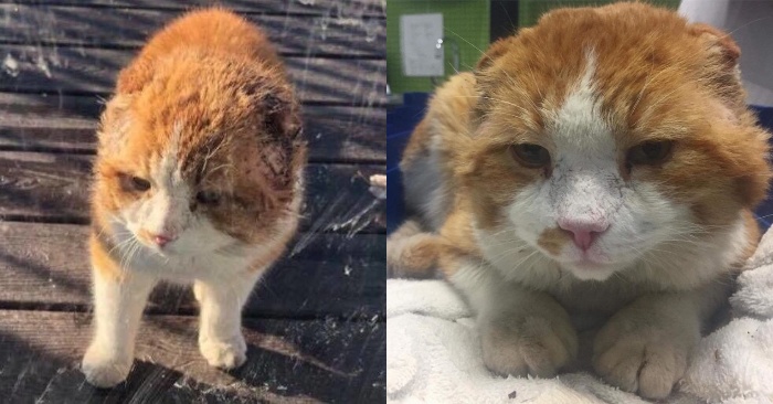  After being neglected for a while, a battered, earless stray cat developed into a kind gentleman