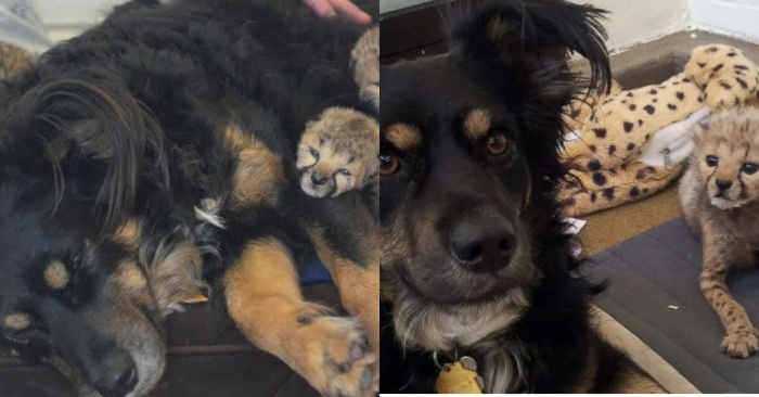  After losing their mother, a caring puppy adopts five cheetah whelps