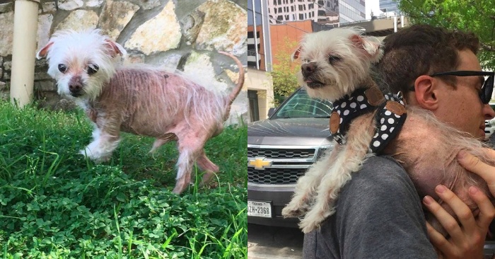  A possibility for treats and a new family presented itself to an elderly bald dog wandering the streets