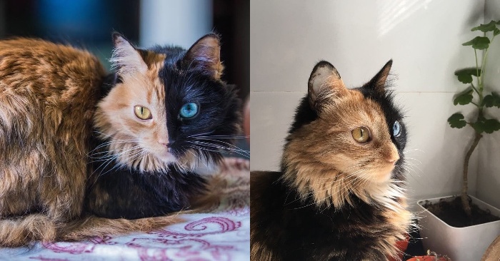  Chimera the cat appears commonplace only from a profile. She is, nevertheless, a cat with two personalities