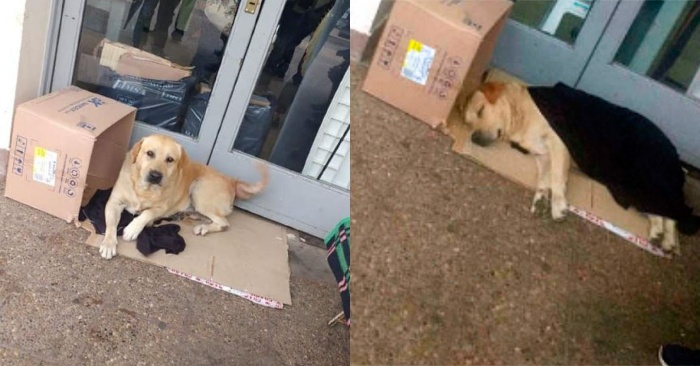  A devoted labrador in Argentina waited for its owner for a week outside the hospital
