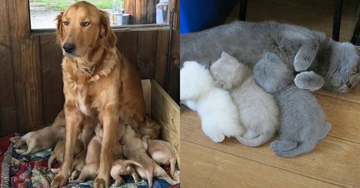  20 hilarious animals that illustrate what it means to be a mother