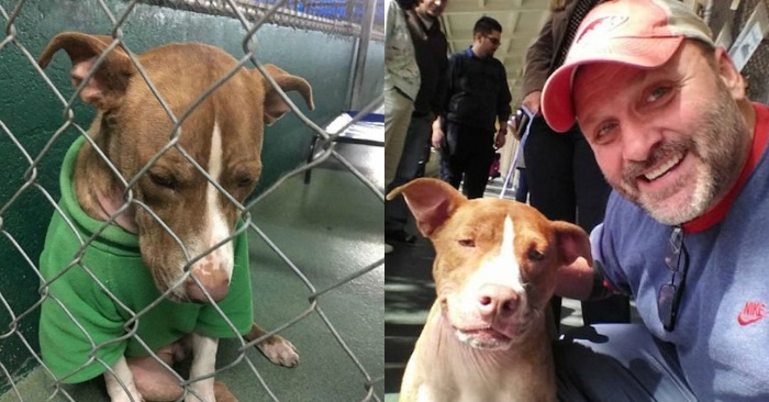  After two months of wearing a Christmas sweater, a shelter dog has finally found a „new“ home