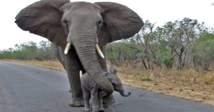  Mother elephant made an effort to safeguard her young by avoiding tourists