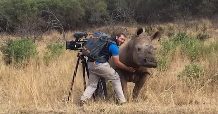  The photographer was so near to the beautiful rhino that all he wanted was to be stroked by her
