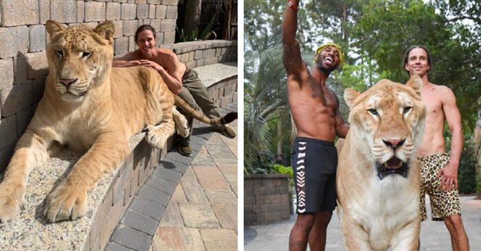  Apollo, the largest cat in the world, is a lion-tiger hybrid