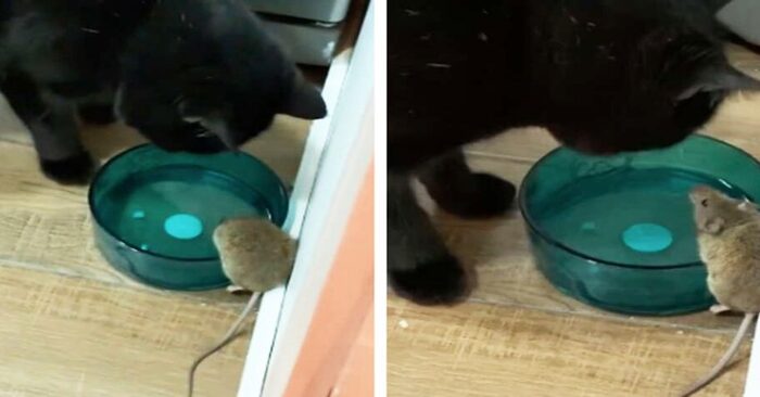  The cat was discovered interacting with a small mouse that was meant to be caught