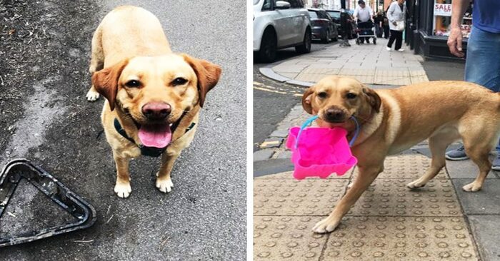  Labrador Molly is preserving the environment by removing trash