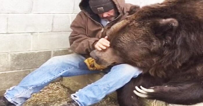  The large unwell bear is comforted by the caregiver