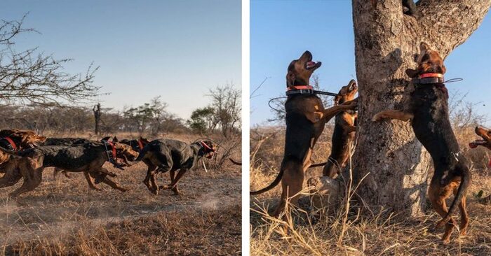  More than 45 rhinos are protected and saved from poachers by the trained dogs