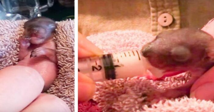  The couple raised baby squirrels that had escaped the nest for 70 days