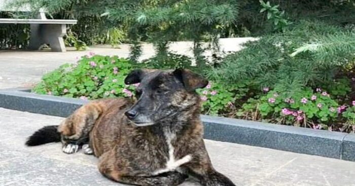  An abandoned dog who has been waiting outside an apartment building for three years is a person’s most devoted friend