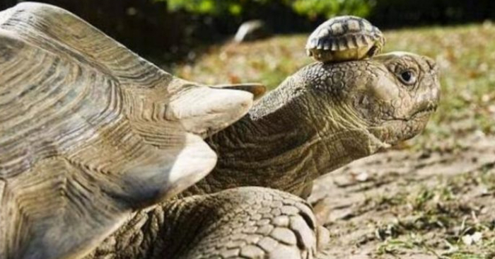 Cute video depicts the baby turtle riding shotgun with its 150-year-old mother