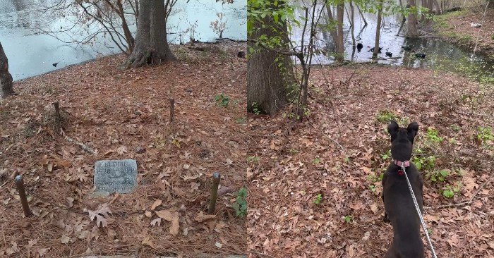  The man was moved when he discovered the tomb of an 80-year-old canine