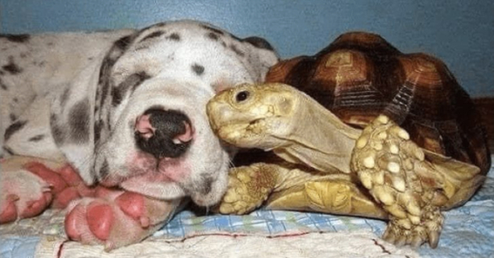  A rescued dog fostered an orphaned turtle, and the two have become inseparable