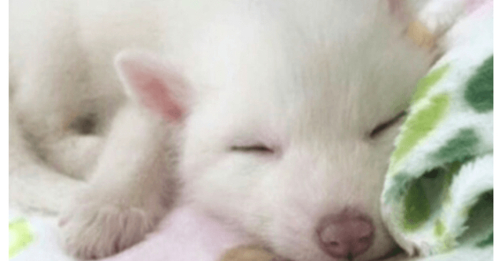  When the girl’s adorable white puppy grew up, it was discovered that he was an unusual wild animal and not a dog