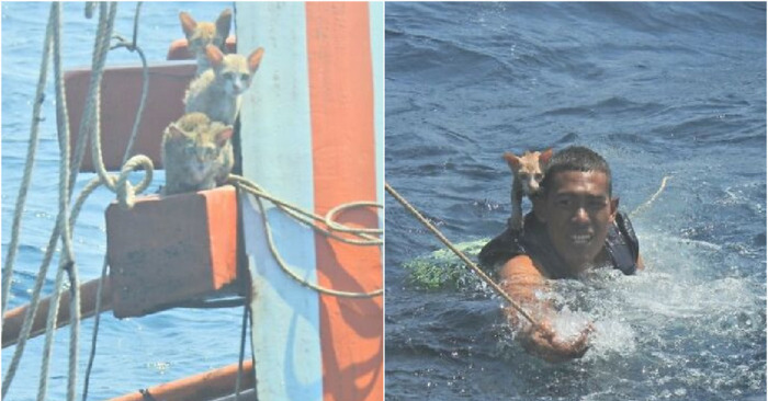  Four cats were saved by a valiant Thai Navy officer who pulled them from the water