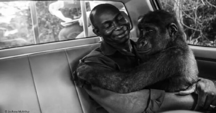  Pikin, the compassionate gorilla, couldn’t resist hugging the hunter who had saved her life