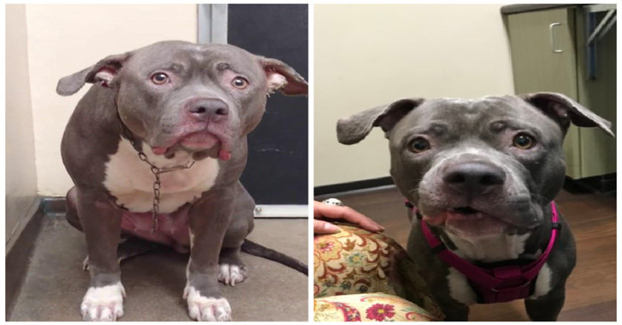 The abandoned dog named Electra experiences a difficult moment when she ...