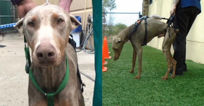  A dog was struck by a car while feeding on the road and is now waiting for his forever home