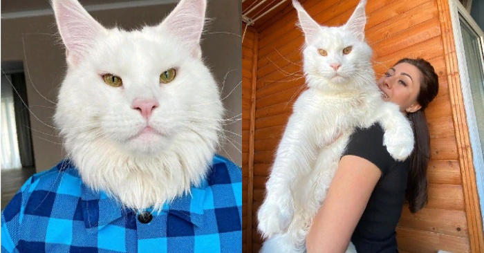  Kefir, a two-year-old cat, is the largest and cannot even fit inside his owner’s little apartment