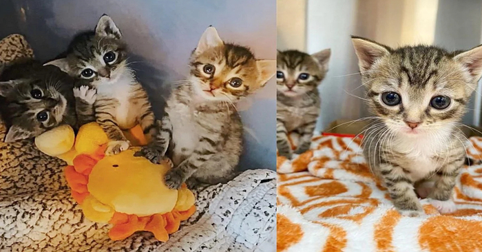  Four kittens were discovered just days after their birth and gave each other embraces as they traveled to their ideal homes