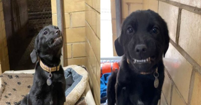  The cute dog remains grinning after being saved so that others notice him and adopt him