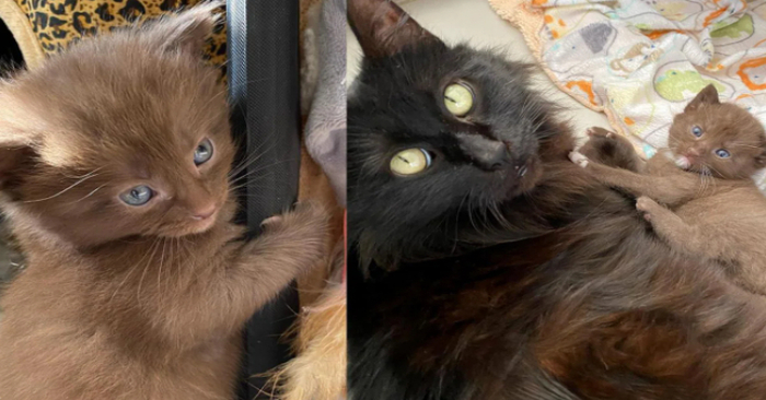  Cat has four adorable and sweet kittens with a unique brown coat, and a loving family to support their development