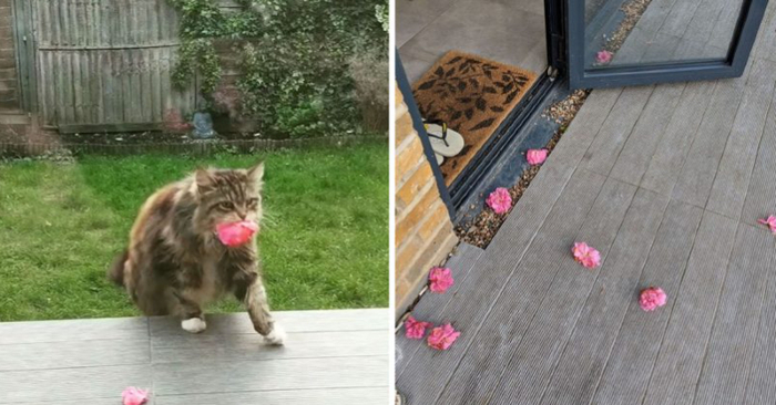  An adorable cat delivers her favorite neighbor flowers every day