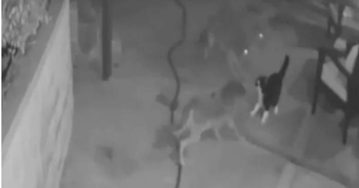  In Los Angeles, a brave cat was seen on camera chasing away three coyotes from his backyard