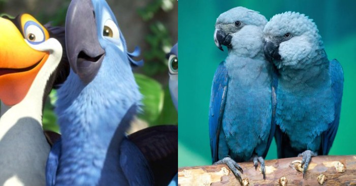  The turquoise blue parrot from the animated film „Rio“