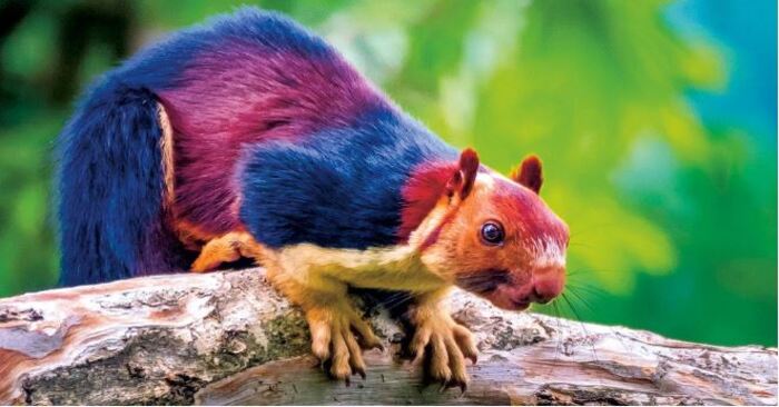  Meet the gigantic Indian Malabar squirrel: It almost seems too charming to be a truly plausible tale