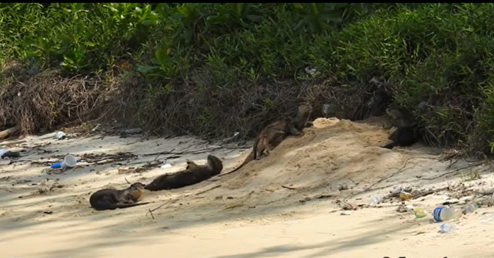  Keep your eyes on the left side of the screen while he places a newborn otter on a deserted beach