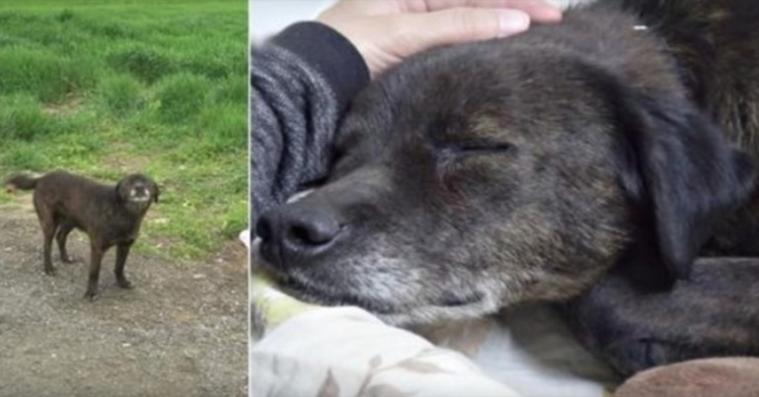  He spent his entire life evading traffic, but now that he can relax by closing his eyes