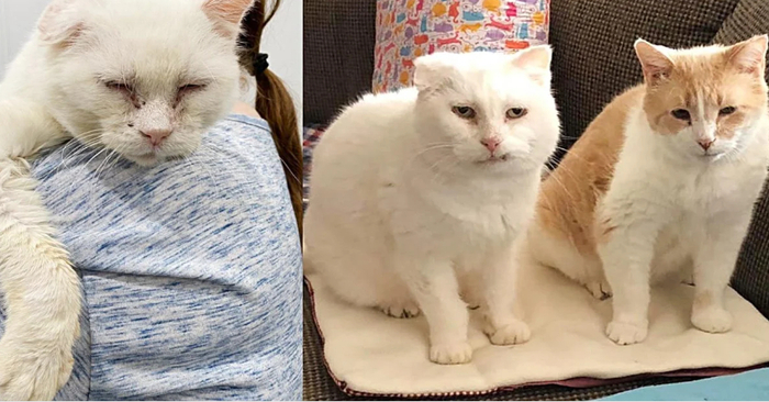  After years of solitary wandering, two lovable cats get together and can never be apart