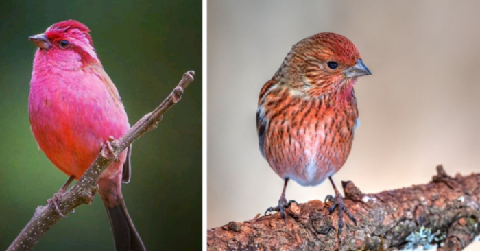  A neglected bird known as Pretty in Pink that more closely resembles a flying cotton candy ball