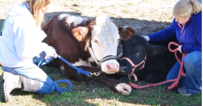  When the two rescued cows first encountered one another, they immediately fell in love